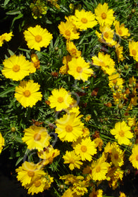 Coreopsis grandiflora 'Flying Saucers'