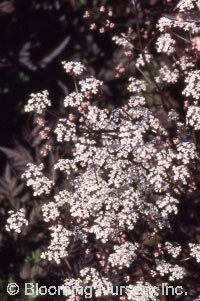 Anthriscus sylvestris 'Ravenswing'                           