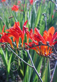 Crocosmia 'Woodside Select'