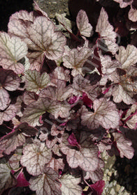 Heuchera 'Silver Scrolls'