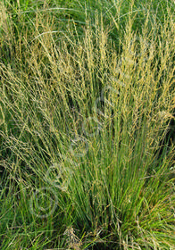 Molinia caerulea 'Strahlenquelle'