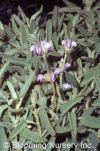 Phlomis italica                                   