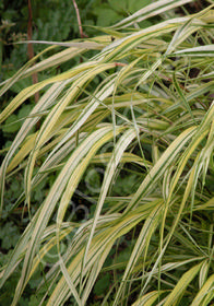 Hakonechloa macra 'Aureola'