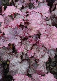 Heuchera 'Plum Pudding'