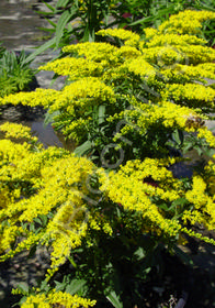 Solidago 'Crown of Rays'