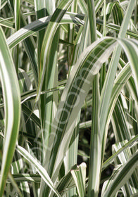 Miscanthus sinensis 'Cosmopolitan'