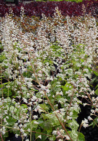 Heucherella 'Snow White'