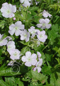 Geranium maculatum 'Chatto'