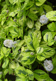 Ceanothus griseus var. horizontalis 'Diamond Heights'