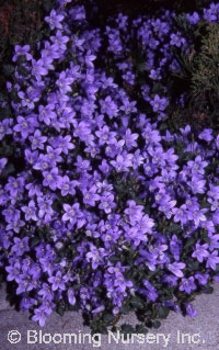 Campanula portenschlagiana 'Resholt's Variety'     