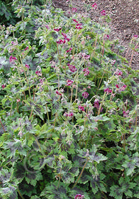 Geranium phaeum 'Samobar'