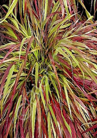 Hakonechloa macra 'Beni Kaze' 