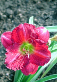 Hemerocallis 'Siloam Royal Prince'