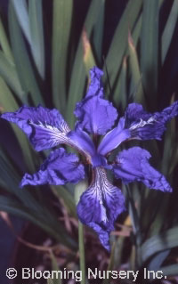 Iris laevigata 'Dragonfly'                        