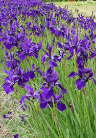 Iris sibirica 'Bennerup Blue'