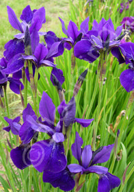 Iris sibirica 'Cleve Dodge'