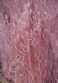 Schizachyrium scoparium 'Blaze'