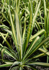 Yucca filamentosa 'Garland Gold'