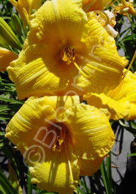 Hemerocallis 'Texas Sunlight'