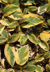 Cornus sericea 'Hedgerows Gold'