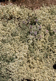 Thymus vulgaris 'Silver Posie'