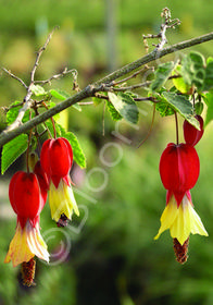 Abutilon megapotamican