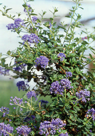 Ceanothus thyrsiflorus