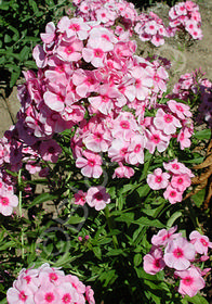 Phlox paniculata 'Red Eyes'