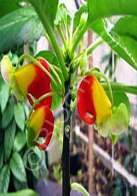 Impatiens niamniamensis 'Golden Congo Cockatoo'