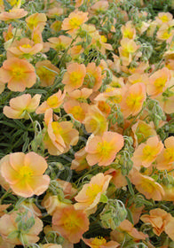 Helianthemum  'Cheviot'