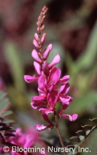 Indigofera heterantha