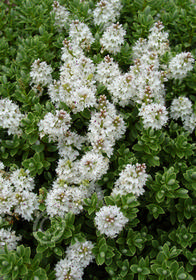 Hebe pinguifolia 'Sutherlandii'