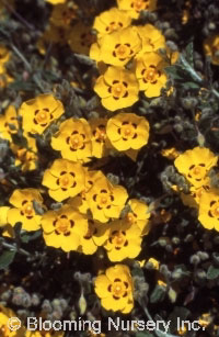 Halimium lasianthum