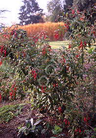 Fuchsia regia