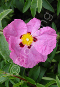 Cistus x purpureus 