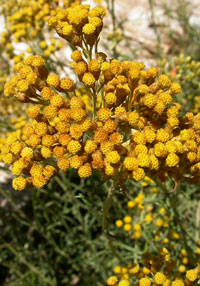 Helichrysum italicum Nana' (Dwarf)