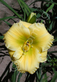 Hemerocallis 'Tom Collins'