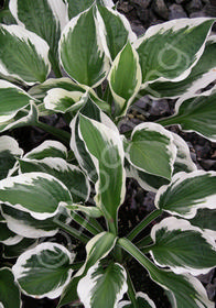 Hosta  'Minuteman'