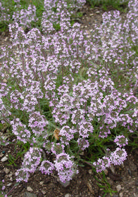 Thymus x citriodorus 'Spicy Orange'