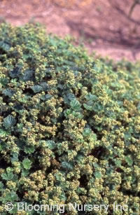 Alchemilla pectinata