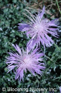 Centaurea simplicicaulis