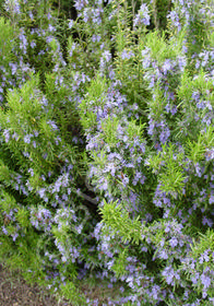 Rosmarinus officinalis 'Blue Spires'