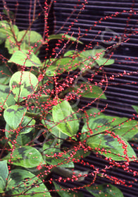 Persicaria virginiana 'Lance Corporal'