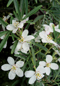 Choisya arizonica 'Aztec Pearl'