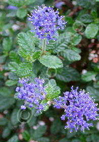 Ceanothus impressus 'Vandenberg'