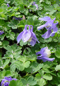 Aquilegia flabellata 'Blue Angel'