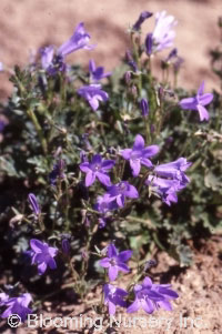 Campanula raineri                                 