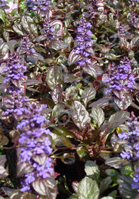 Ajuga reptans 'Royalty'