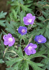 Geranium pratense x clarkei 'Brookside'