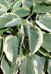 Hosta 'Northern Exposure'